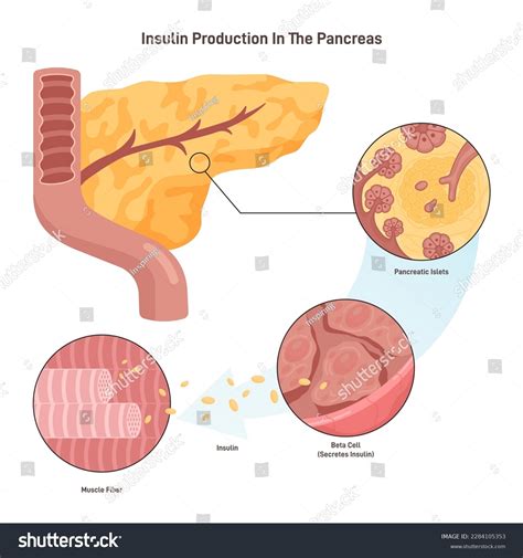 Insulin Production Mechanism Pancreas B-cells Release Stock Vector ...