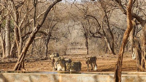 Sasan Gir, Where Humans And Lions Coexist Peacefully