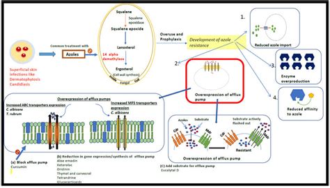 Mechanism of antifungal drug resistance and possible ways of overcoming ...