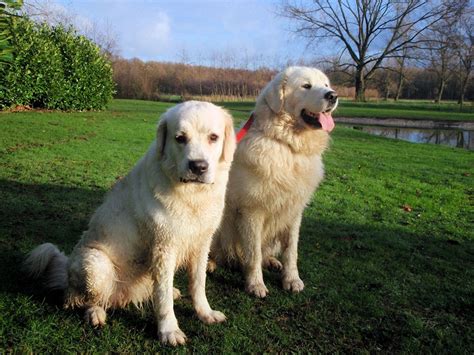 Polish Tatra Sheepdog Info, Temperament, Puppies, Pictures