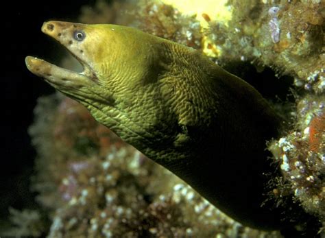 Yellow Moray Eel (Gymnothorax prasinus) - Wiki; DISPLAY FULL IMAGE.