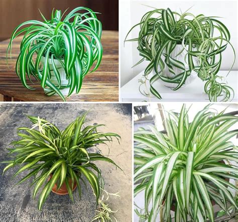 4 Potted Varieties of Spider Plants chlorophytum Comosum Zebra Grass ...