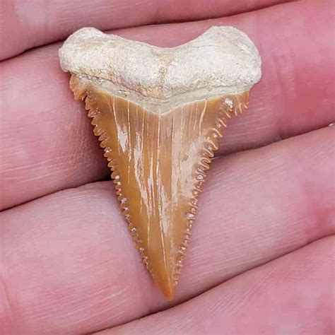 Palaeocarcharodon Shark Teeth | Sharsteeth.com