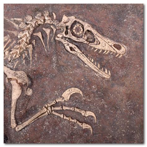 Velociraptor Fossil Dig - without sides - Natural Sculptures - Natureworks