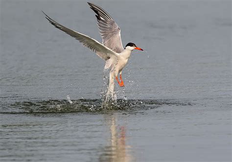 Common Tern | Bird Identification Guide | Bird Spot