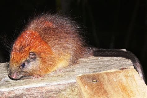 Not seen for over a century, these are the first photos of the red ...