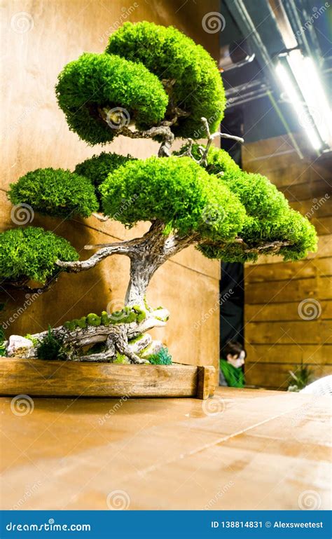 Indoor Art Bonsai, In A Pure White Background Royalty-Free Stock Photo ...