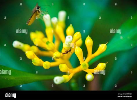 France, French Guiana, Saül, micro-fauna on a flower of the tropical ...