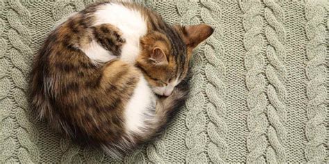 Why Do Cats Sleep In A Ball?