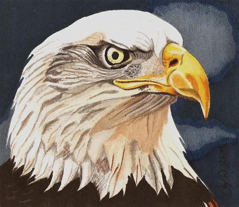 Bald Eagle Drawing by Cory Still