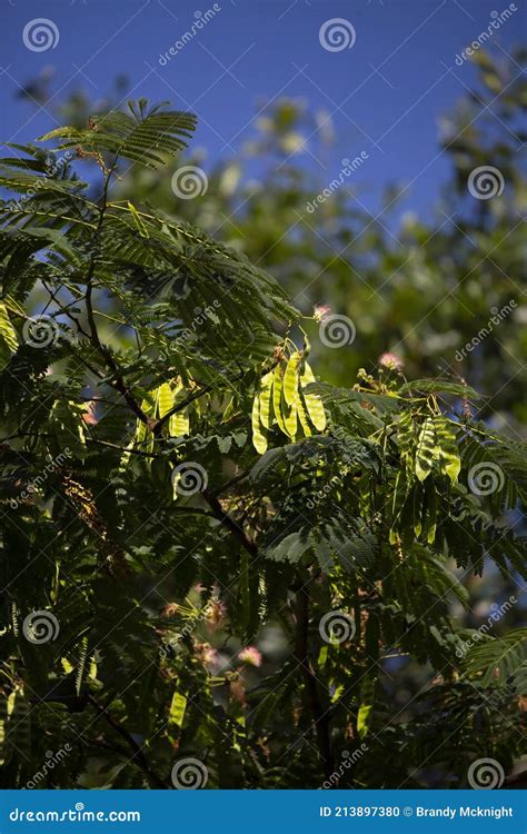 Seeds on a Mimosa Tree stock photo. Image of life, germ - 213897380