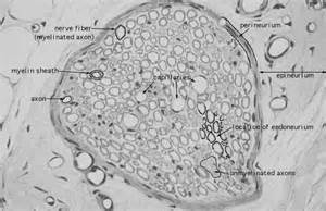 Peripheral Nerve Histology Labeled