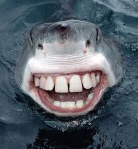 22 Shark With Human Teeth Pictures That Are Just Ridiculous