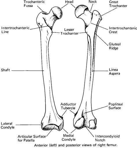 Biology Diagrams,Images,Pictures of Human anatomy and physiology ...