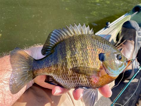 Baby Bluegill Streamers for Big Panfish! — Panfish On The Fly