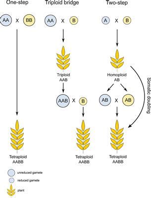 Frontiers | Chromosome Pairing in Polyploid Grasses