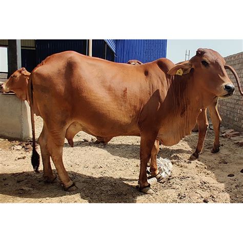 High Breed Sahiwal Cow Traders,Supplier in Karnal, Haryana