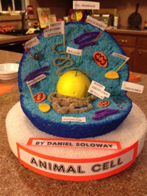 Animal Cell Project Ideas Middle School | Examples and Forms