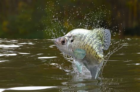 What Does Crappie Eat? (Diet & Facts)