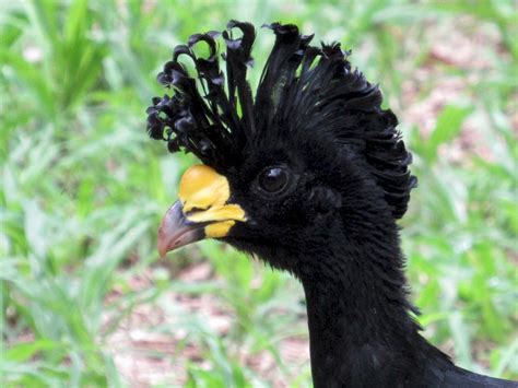 Great Curassow - eBird