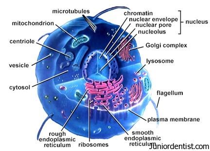 Cell Components and Functions of Cell Organelles