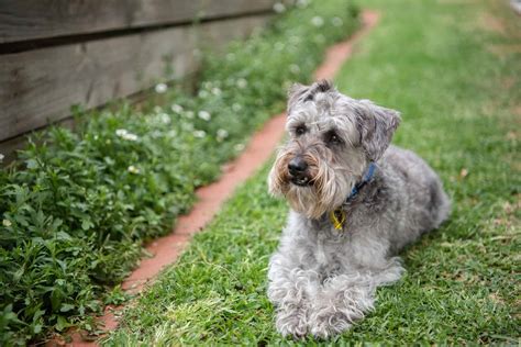 Standard Poodle Schnauzer Mix