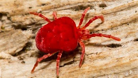 Blog - What To Do About Chiggers In Your Houston Home