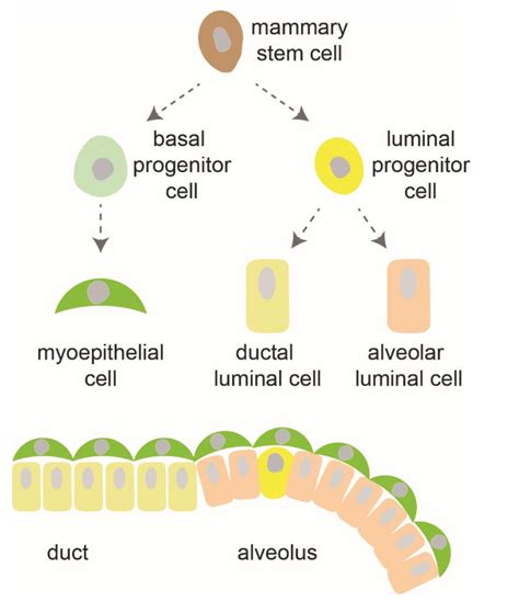 Metabolic Stress Adaptations Underlie Mammary Gland Morphogenesis and ...