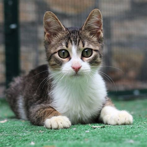 La personnalité d'un chat - QUATRE PATTES en France - Organisation ...