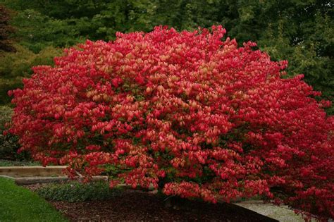 Shrubs That Thrive in Part Shade to Full Shade | Shade shrubs, Full ...