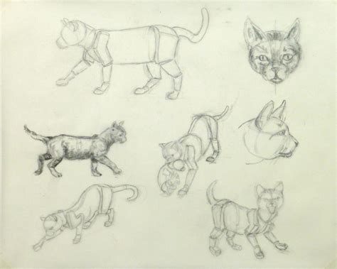 40+ Cat Anatomy Drawing Images