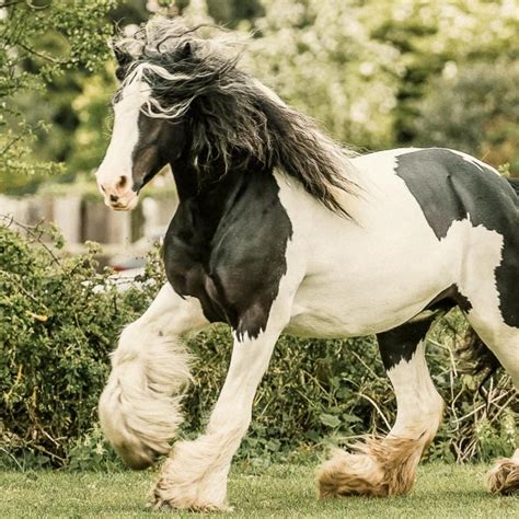 The World's 15 Largest Horse Breeds {With Pictures!} - The Peasant's ...