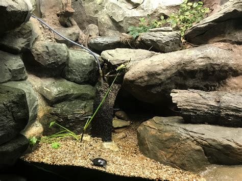 Streamside: Refilling the Spotted Turtle Habitat - ZooChat