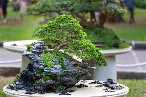 Bonsai Plants Benefits: A Hobby to Help You Relax!