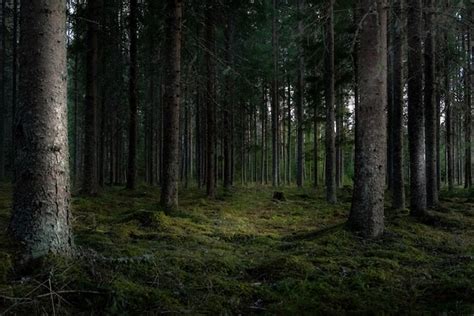 Forest Landscape Images - Free Download on Freepik