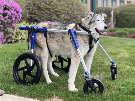 Dog Wheelchair Wheels For Dogs Walkin' Wheels Walkin' Pets