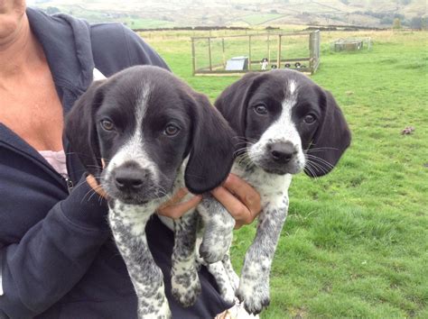 Cocker Spaniel Beagle Lab Mix