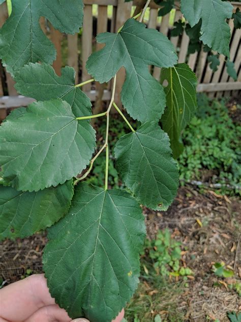 Backyard Tree Identification: Mulberry Trees