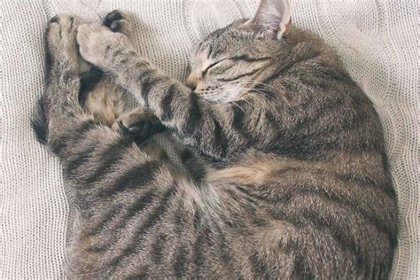 14 Sleeping Cat Positions and What they Reveal about your Kitty