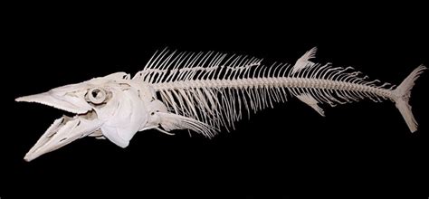 Fish Skeleton Labeled