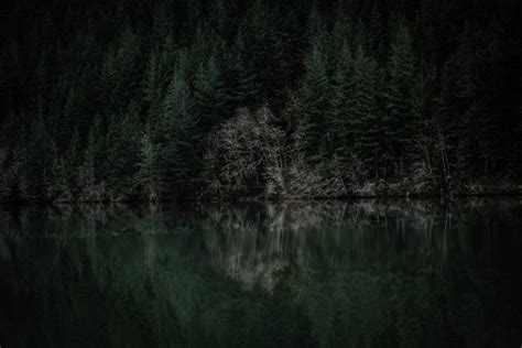 Dark Dawn Lake Forest Royalty Free Photo