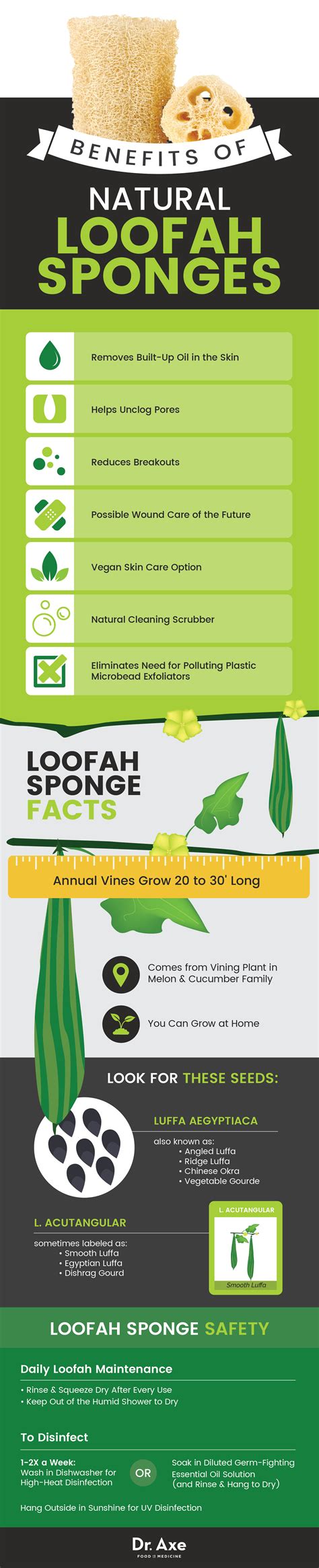 Luffa Benefits - SAM Vegetable