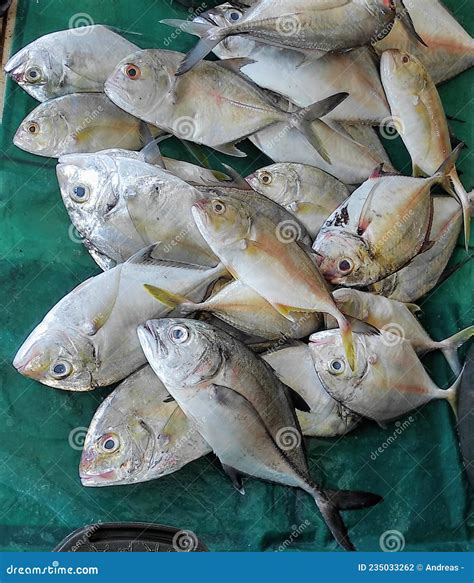 Various Types of Fish are Sold in the Traditional Market Stock Photo ...