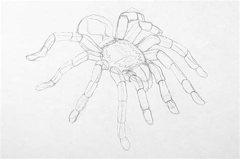 How To Draw A Realistic Spider