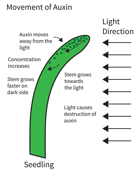 Plant Hormones Presentation