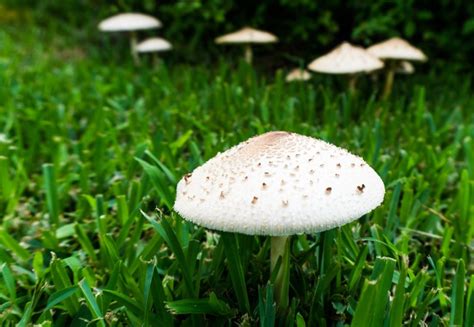 Backyard Mushrooms: What They Are + Why They're Growing There | GroCycle