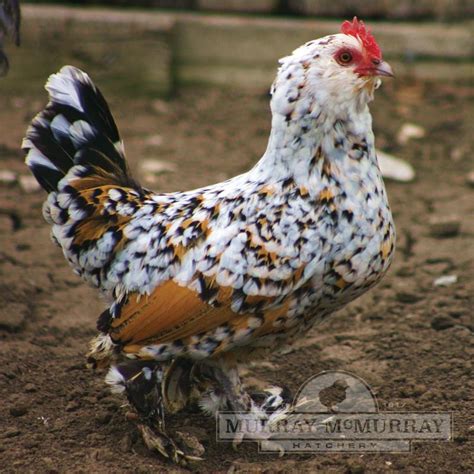 Mille Fleur Bantam | Chicken breeds, Urban chickens, Fancy chickens