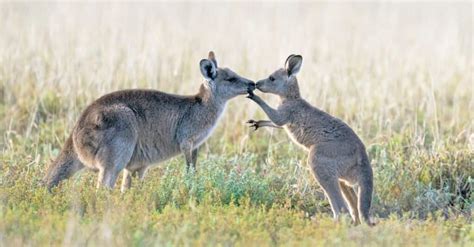 What’s a Baby Kangaroo Called & 6 More Amazing Facts! - A-Z Animals