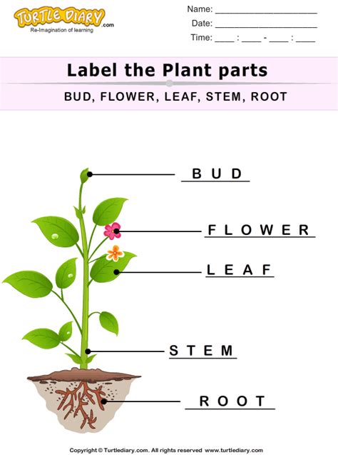 Label The Plant Parts Answer | Parts of a plant, Plants, Plant bud