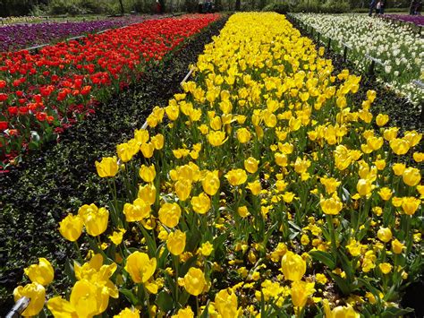 Tulips in rows at Canberra Floriade | Floriade. Floriade is … | Flickr